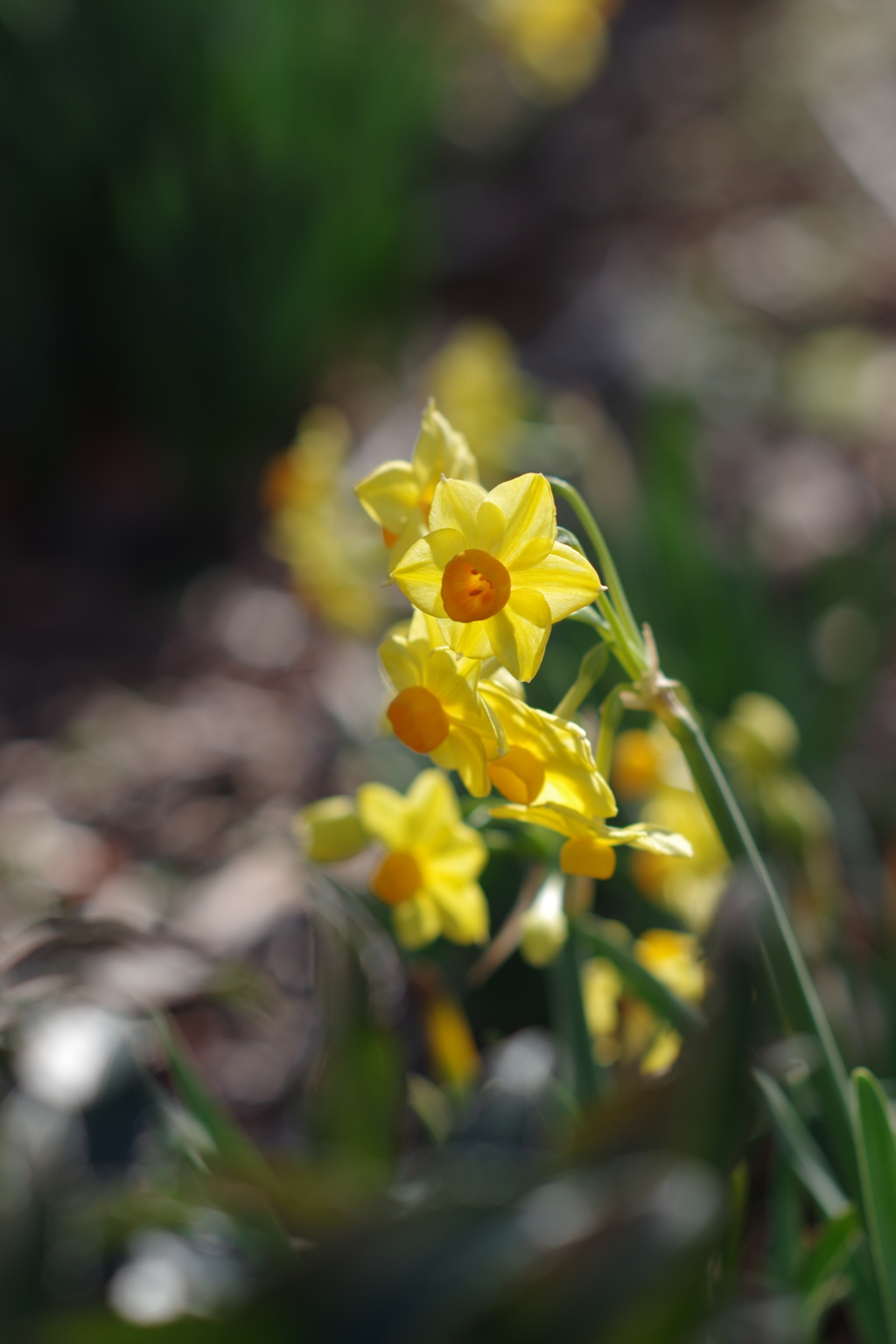 Narcissus