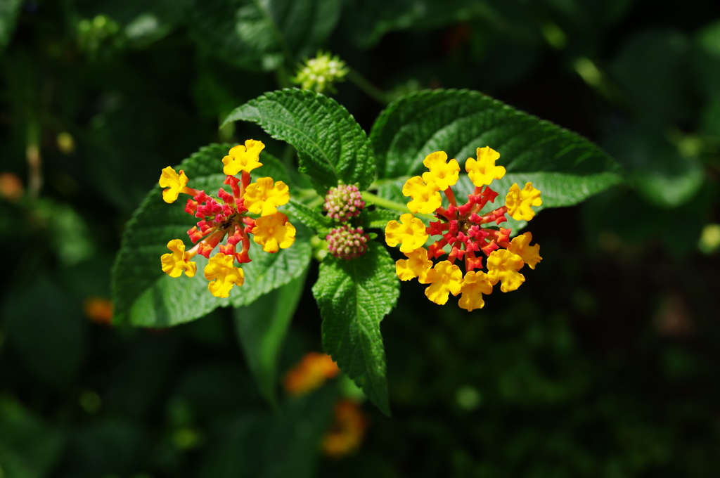 Lantana