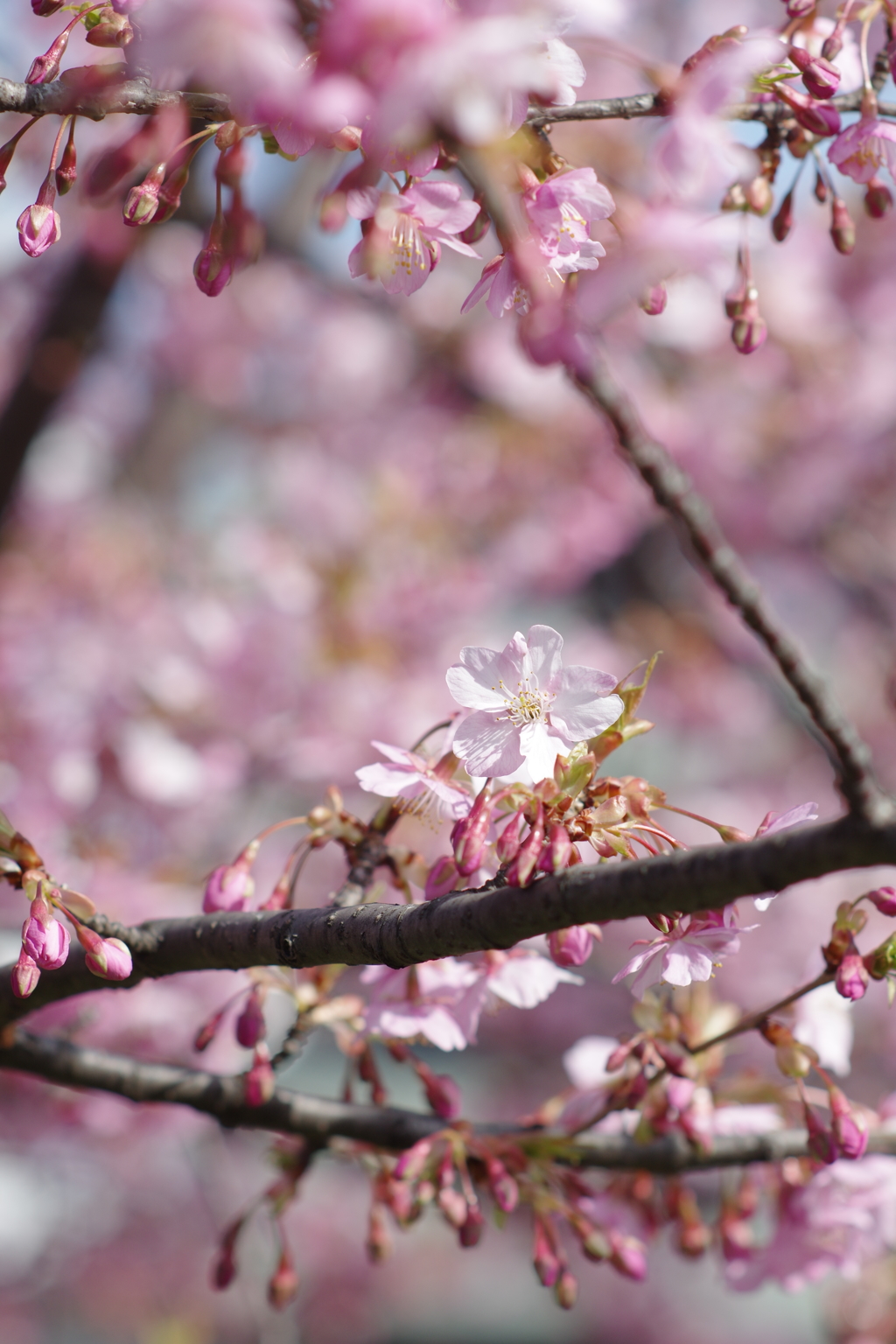 河津桜