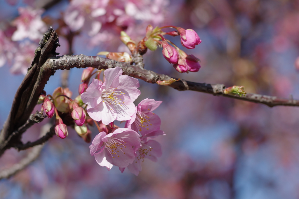 河津桜