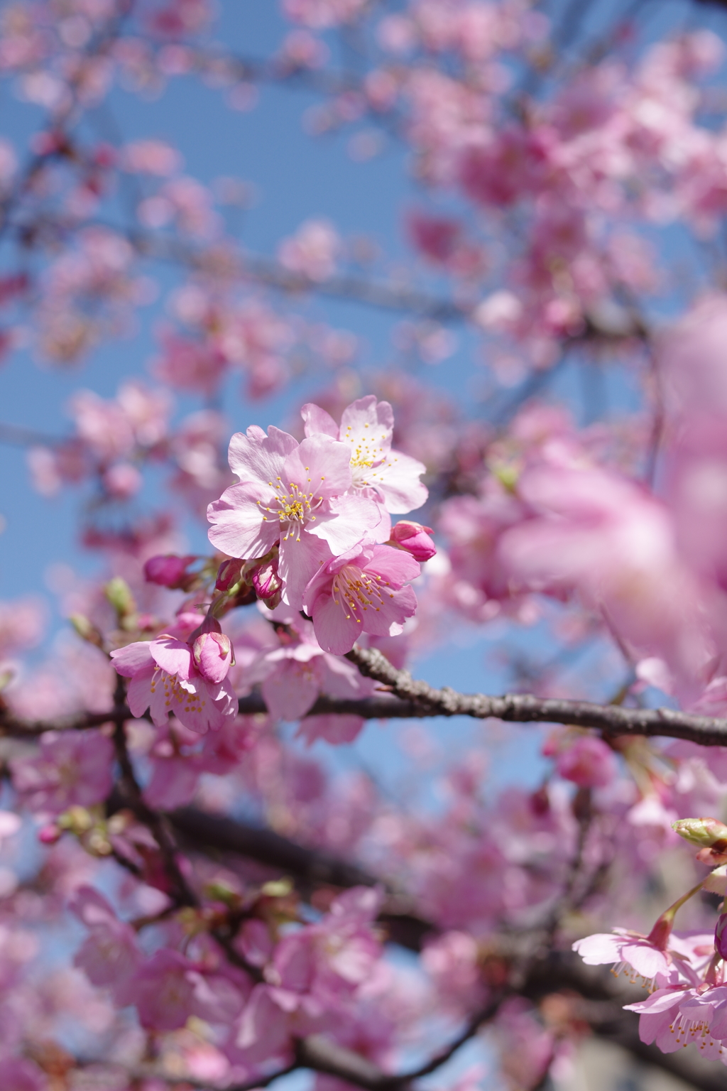 河津桜