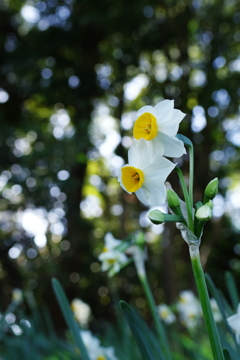 Narcissus