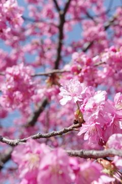 河津桜