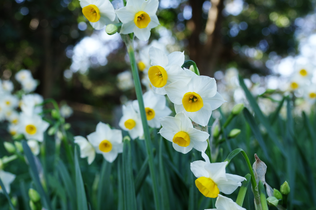 Narcissus