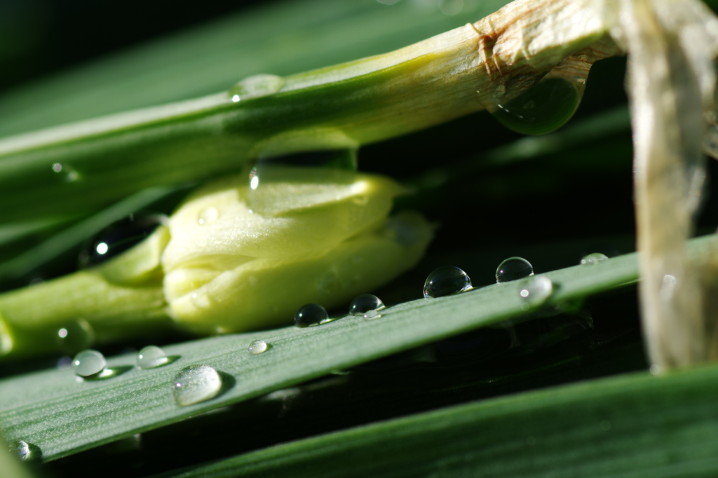 Narcissus ×  rain drop