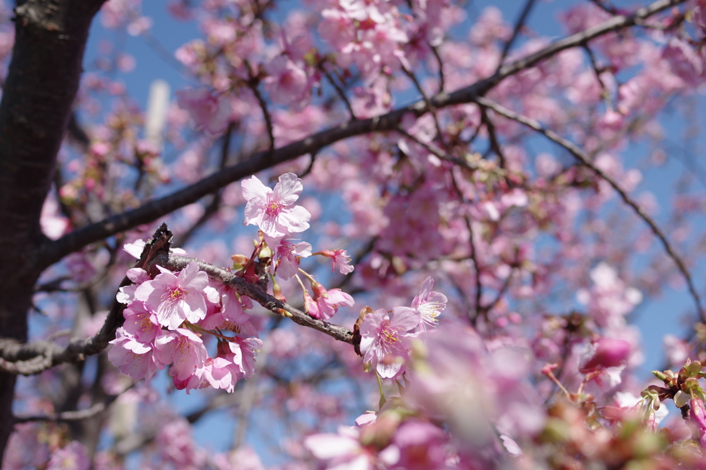 河津桜