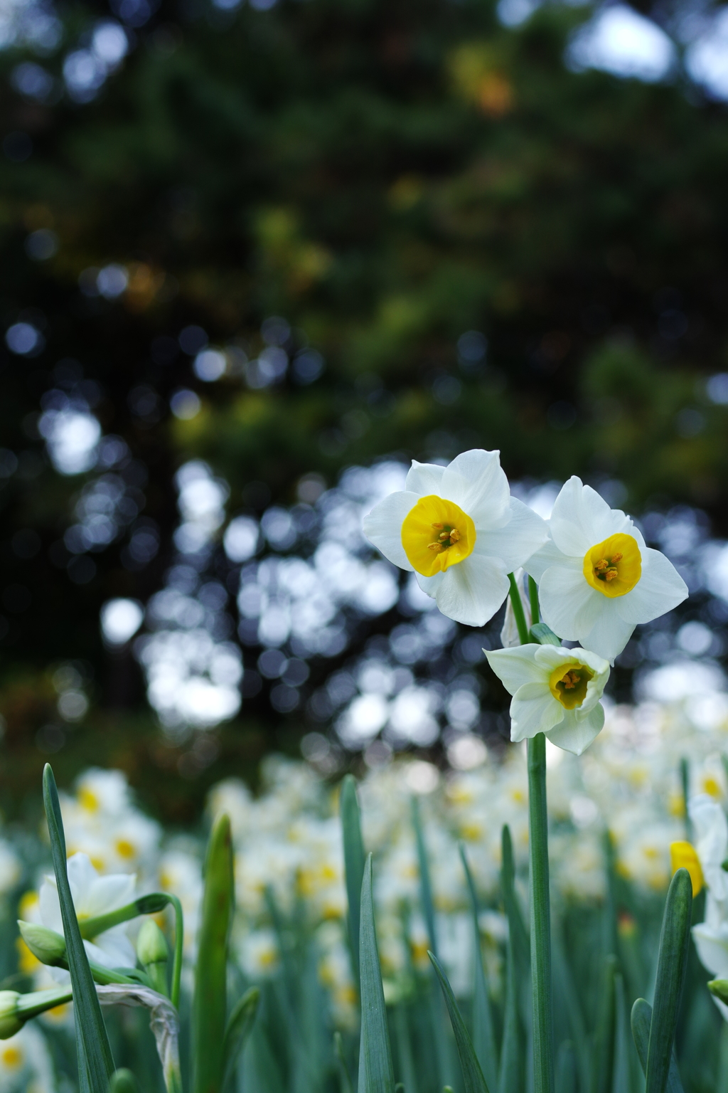 Narcissus