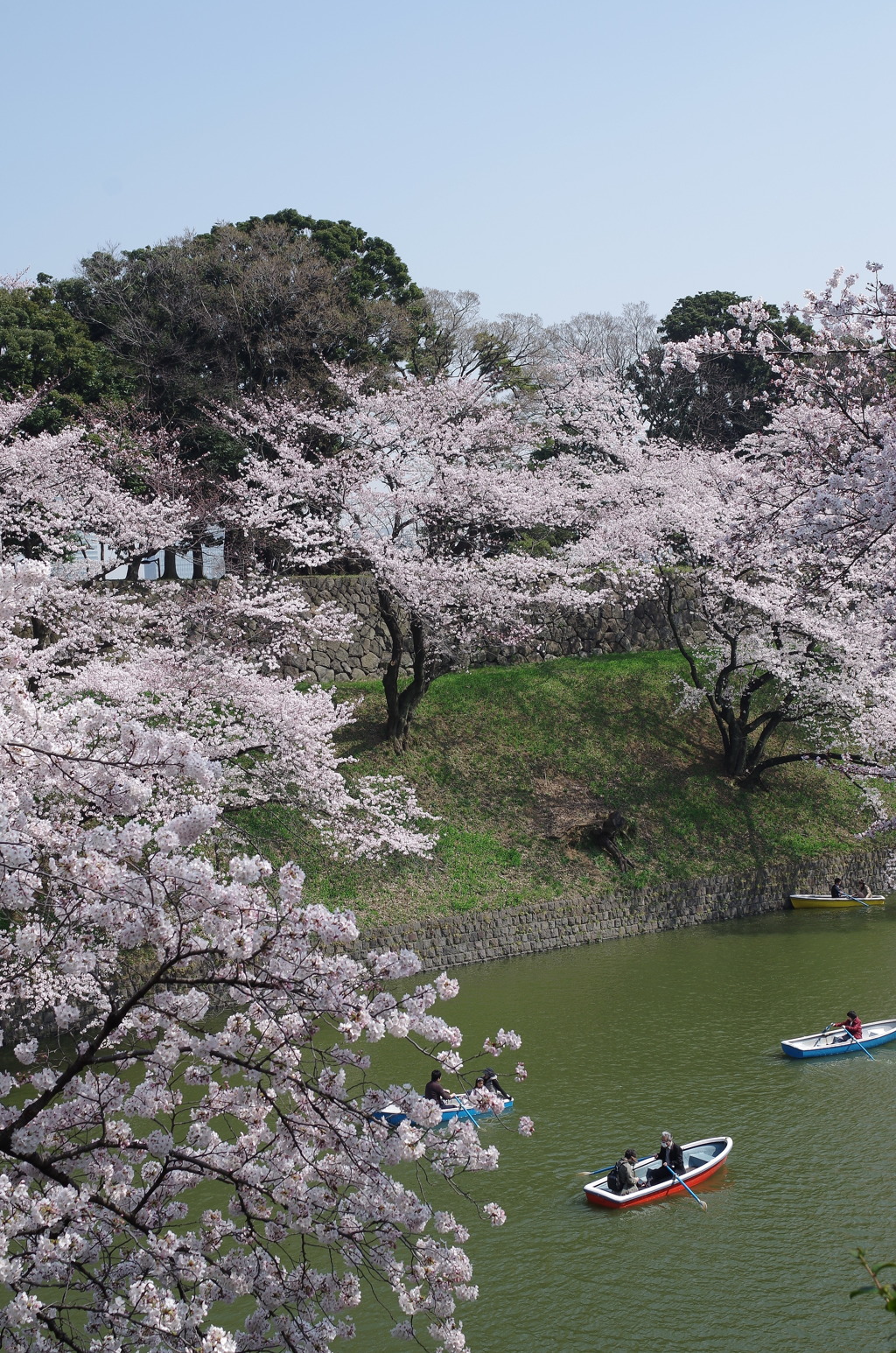 桜