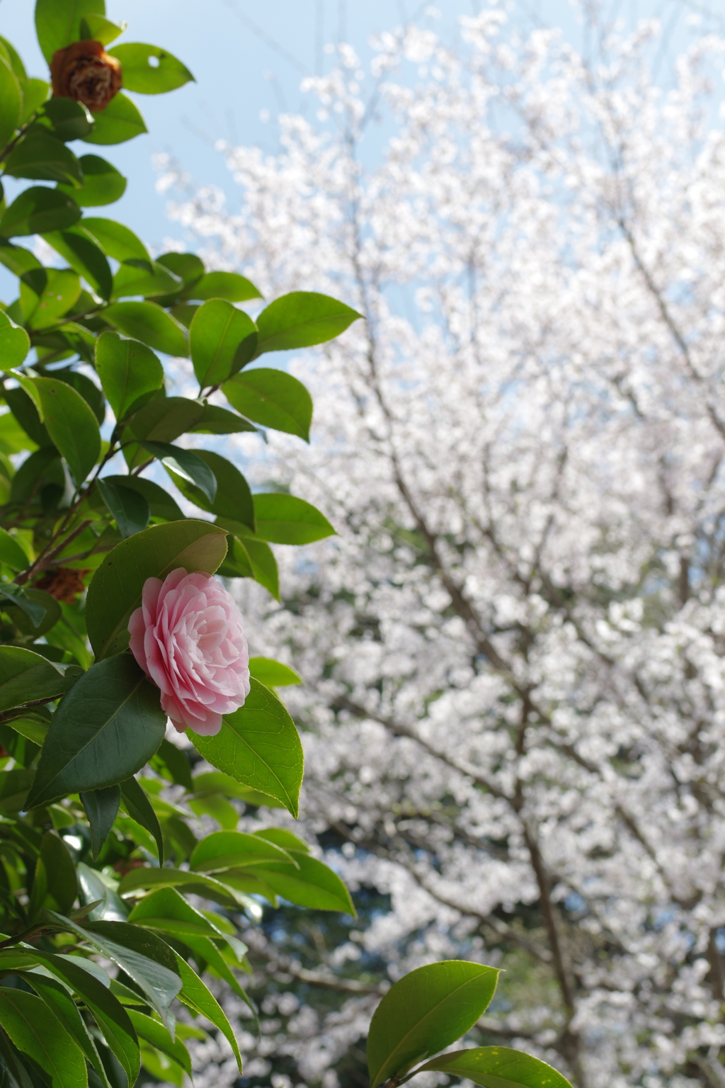 椿と桜