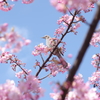 河津桜と野鳥