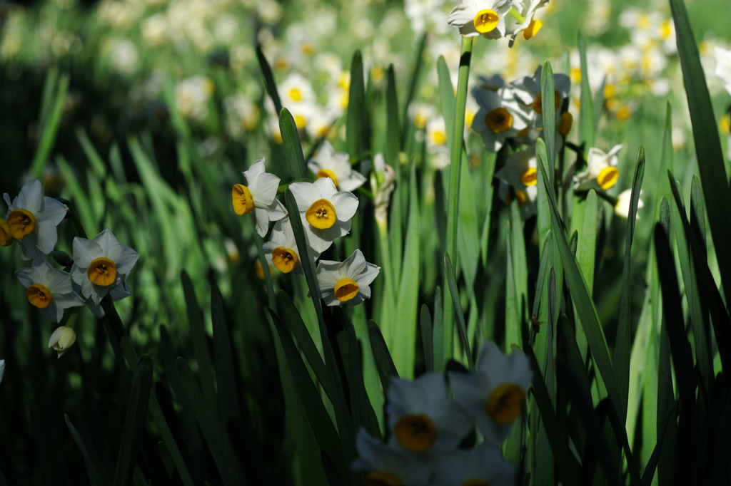 Narcissus