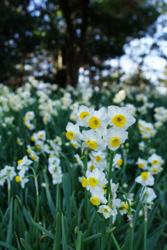 Narcissus