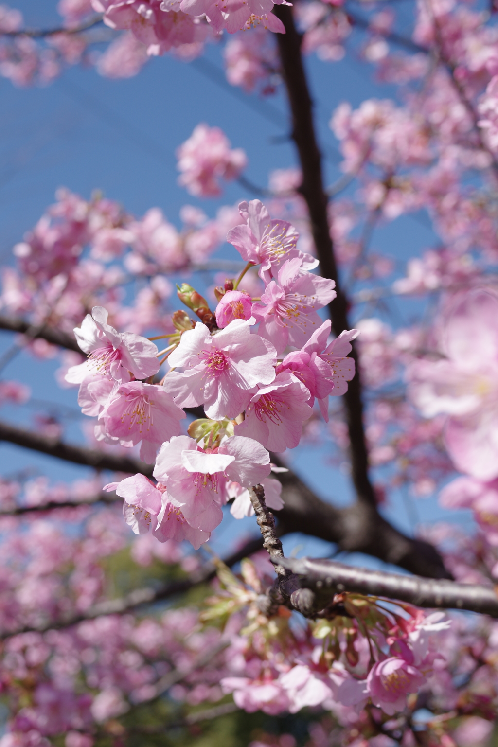 河津桜