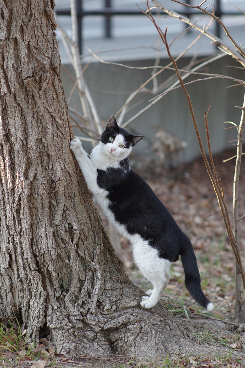 A cat sharpening her claws