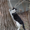 A cat sharpening her claws