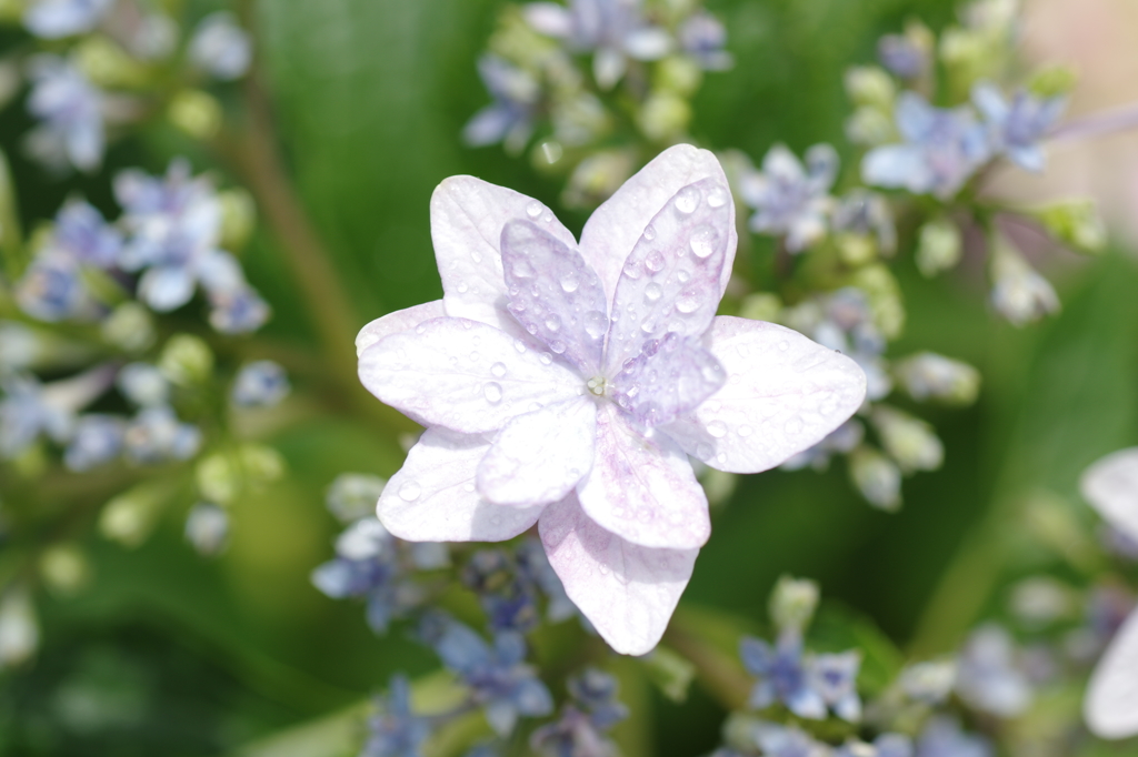 紫陽花