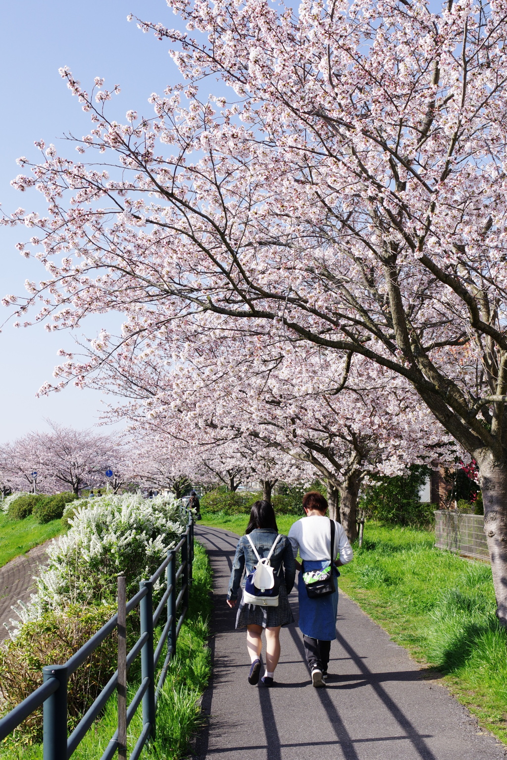 桜