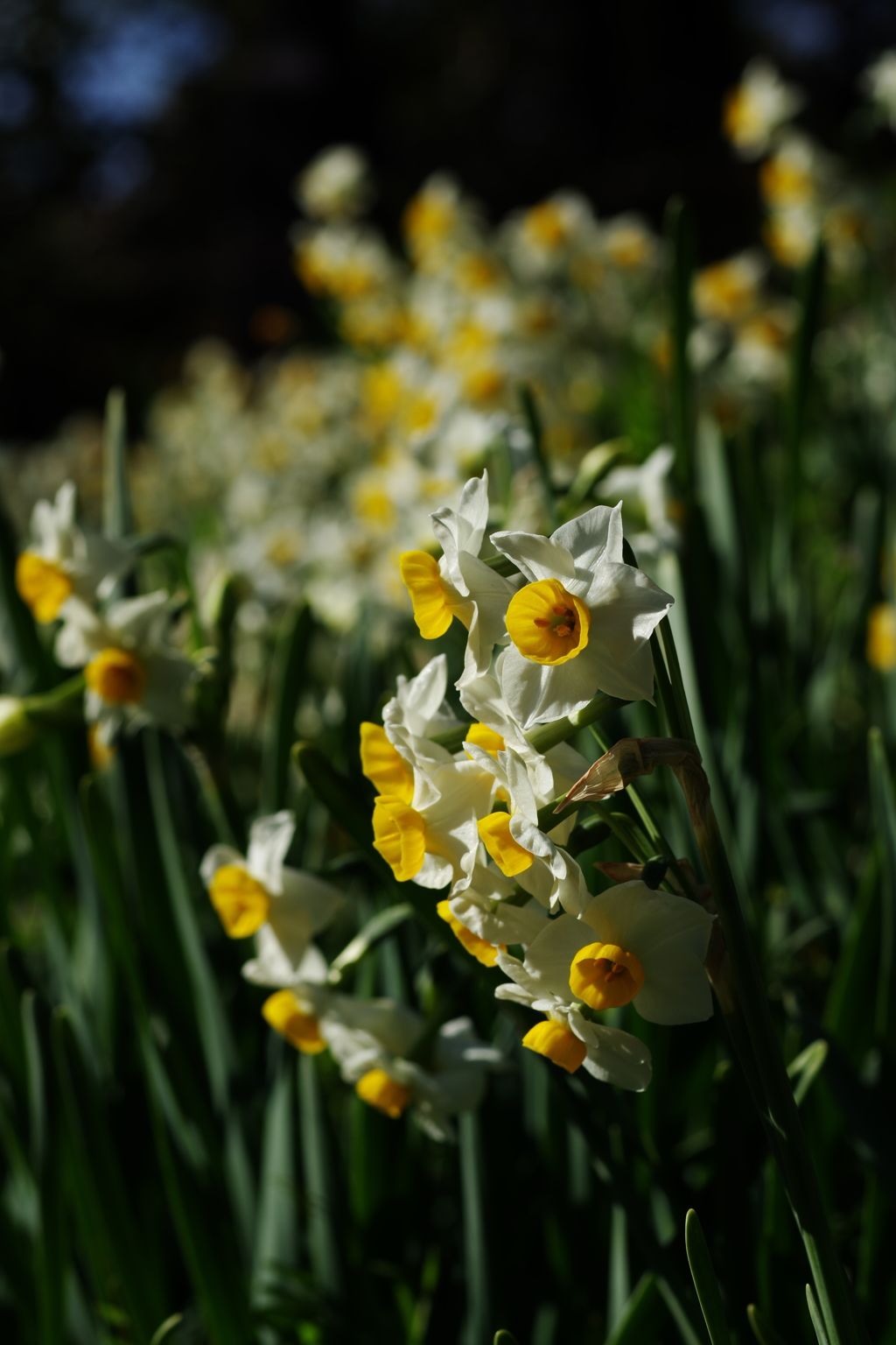 Narcissus