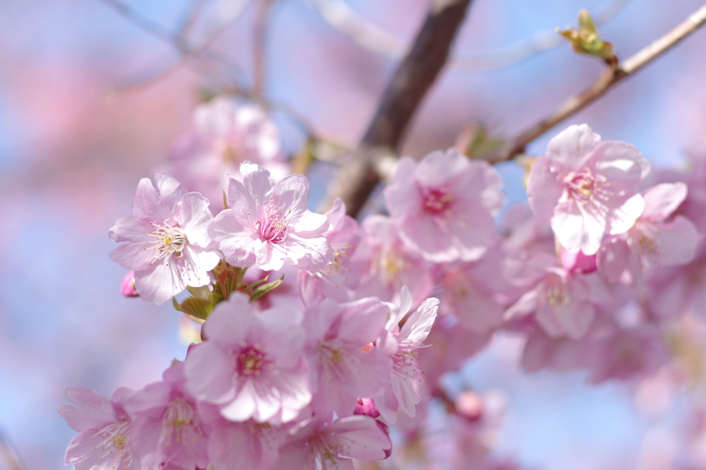 河津桜