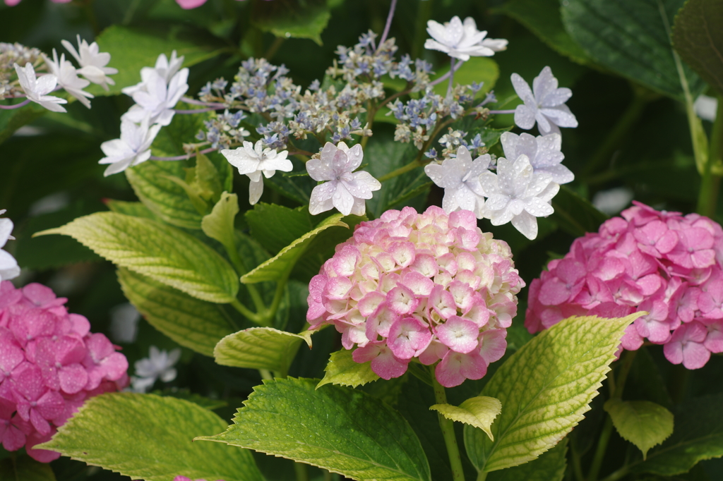 紫陽花