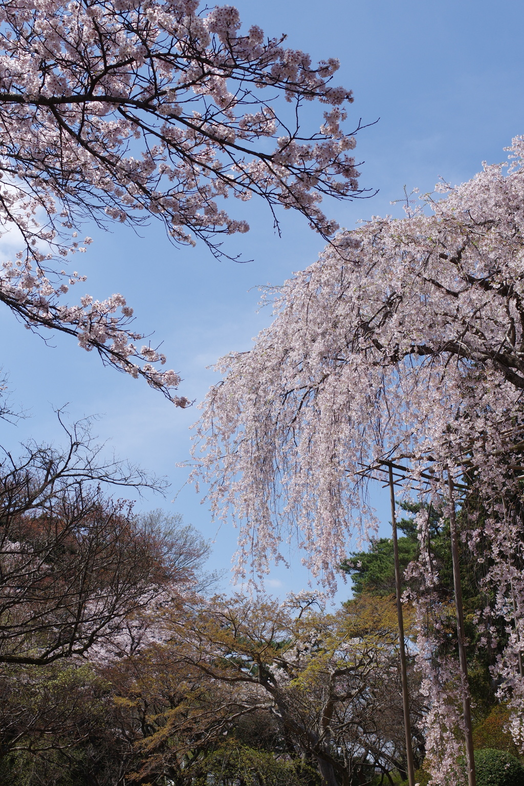 しだれ桜