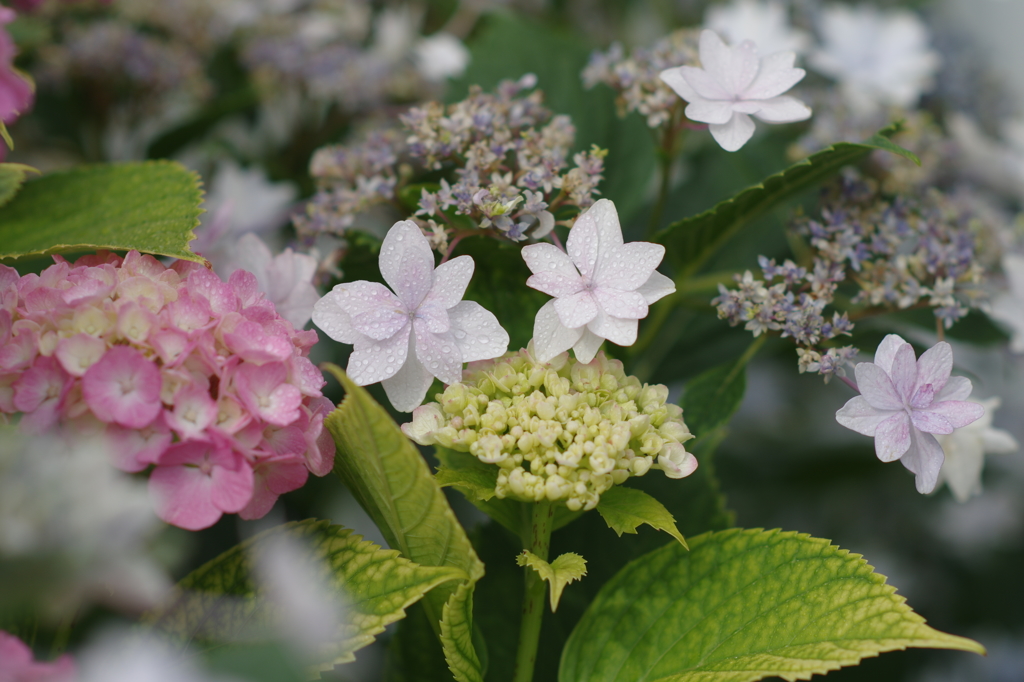 紫陽花