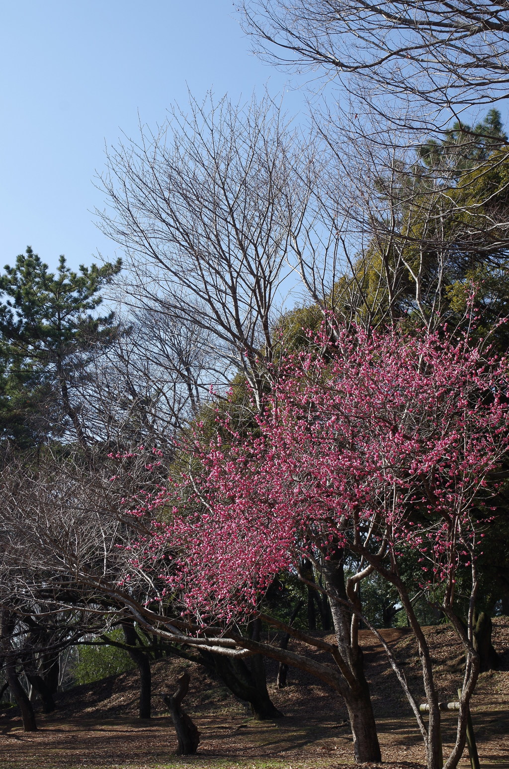 Red Plum Blossoms