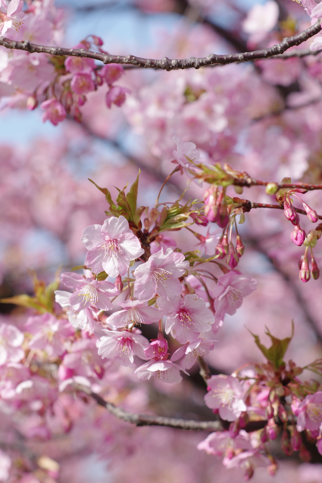 河津桜