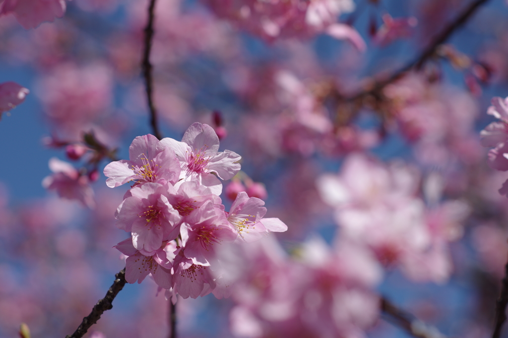 河津桜