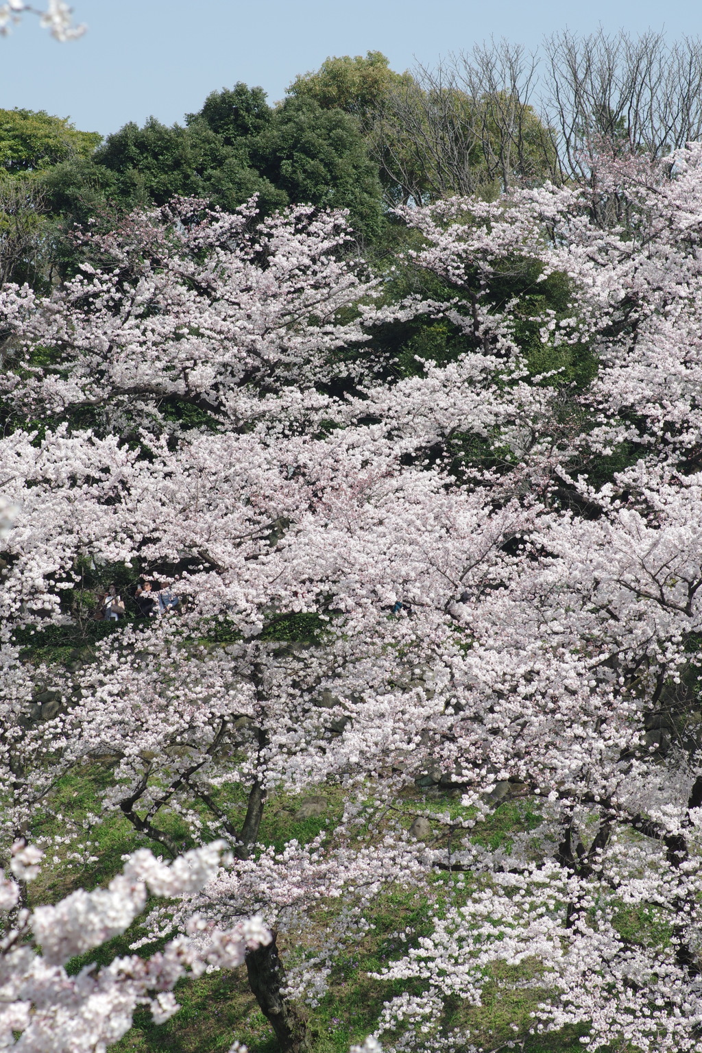 桜