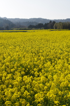 菜の花畑