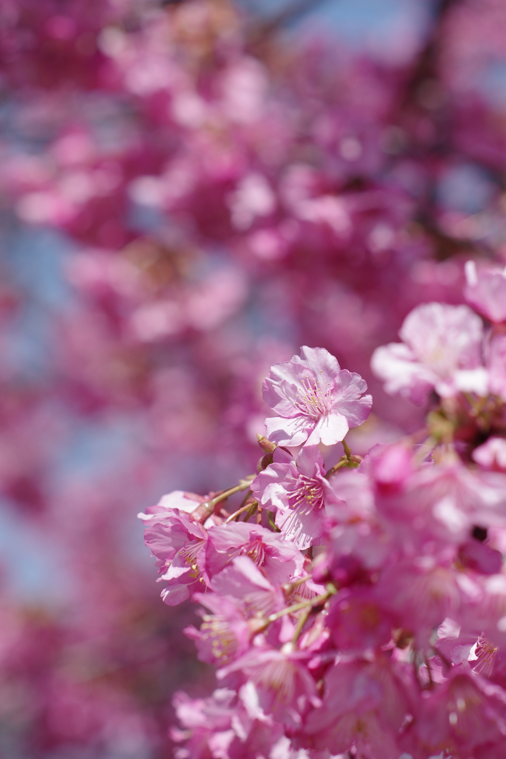 河津桜