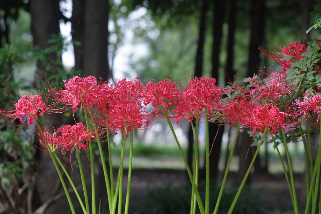 cluster amaryllis