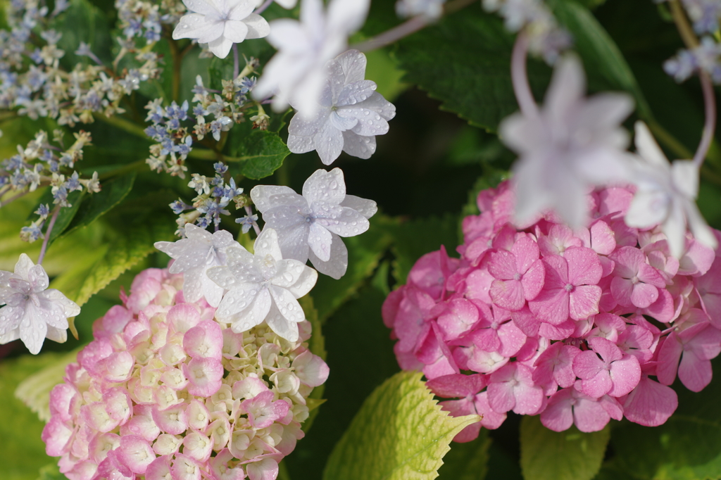 紫陽花