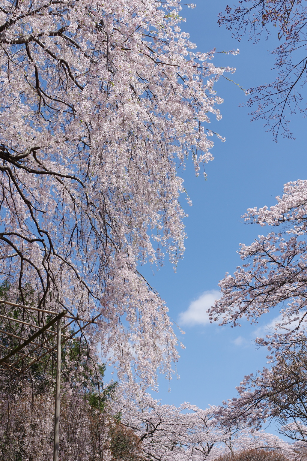 しだれ桜