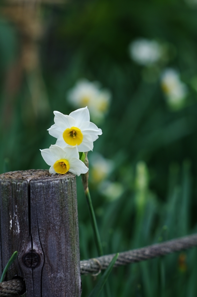 Narcissus