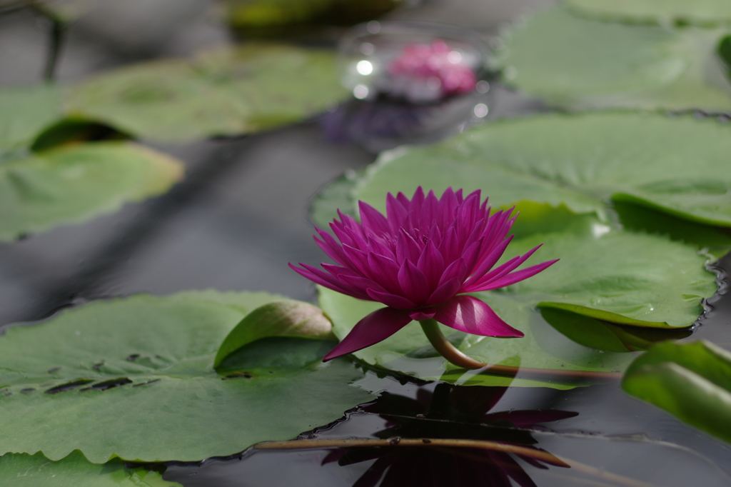 Water Lily