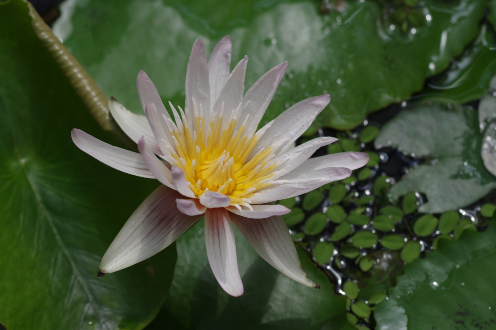 Water Lily