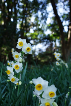 Narcissus