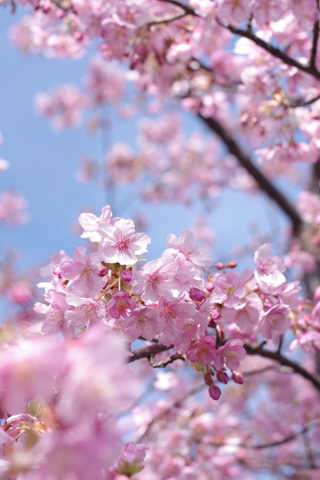 河津桜