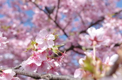 河津桜