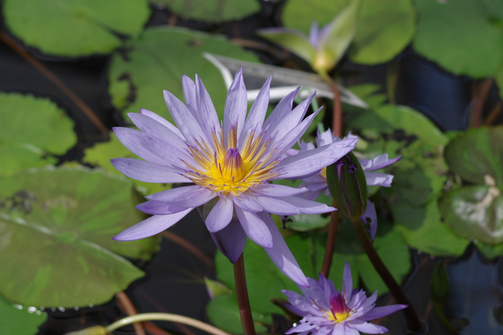 Water Lily