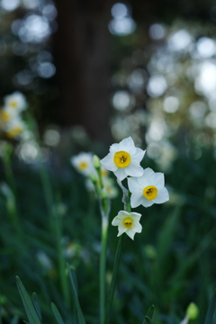 Narcissus