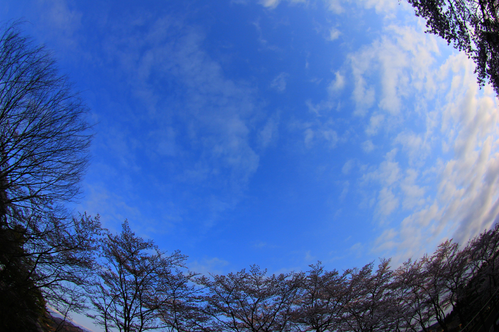 桜空