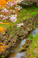 見えた桜