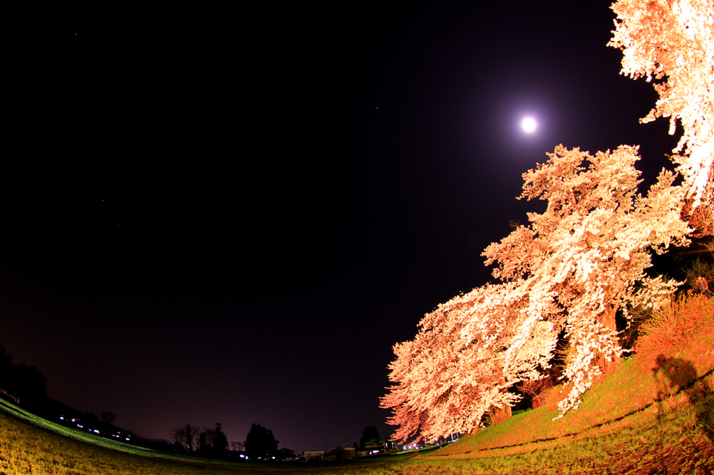 夜桜