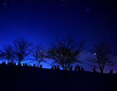 夜木