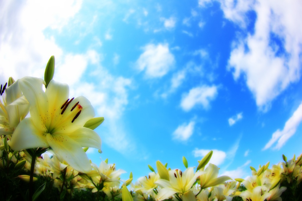 空と花と白