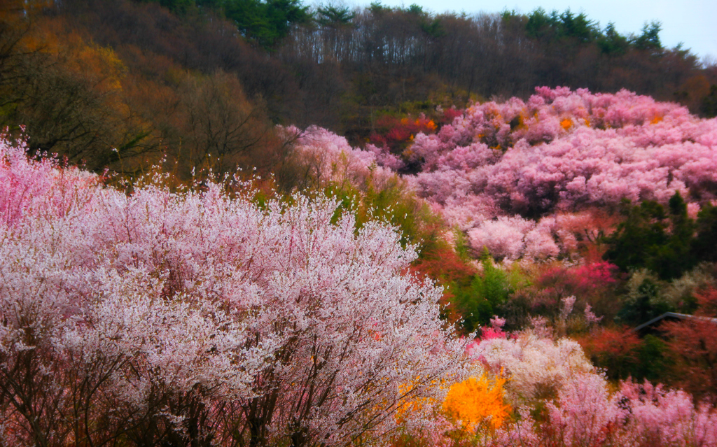 桜の雲