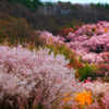 桜の雲